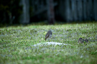 2024_05-15 Owls